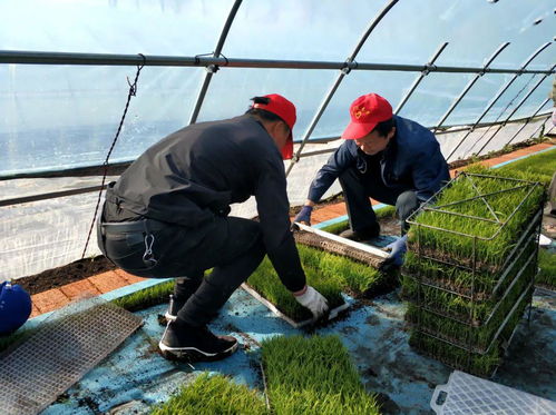 黨建領(lǐng)航聚合力 科技助農(nóng)促增收——興凱湖農(nóng)技推廣中心提質(zhì)增效踐初心